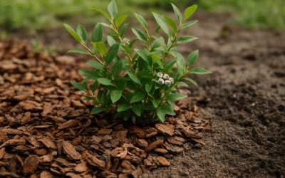 Mulcz z kory sosnowej a gleba pod borówką