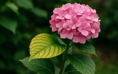 Jak rozpoznać, czy hortensja ogrodowa potrzebuje nawozu z żelazem