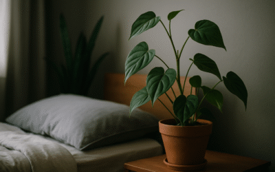 Jak dbać o rośliny w sypialni z minimalnym światłem